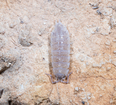 Porcellio barroisi