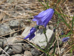 Campanula serrata