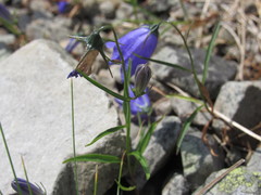 Campanula serrata
