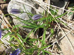 Campanula serrata