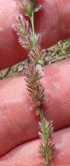 Eragrostis ciliaris