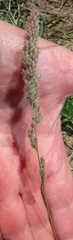 Eragrostis ciliaris