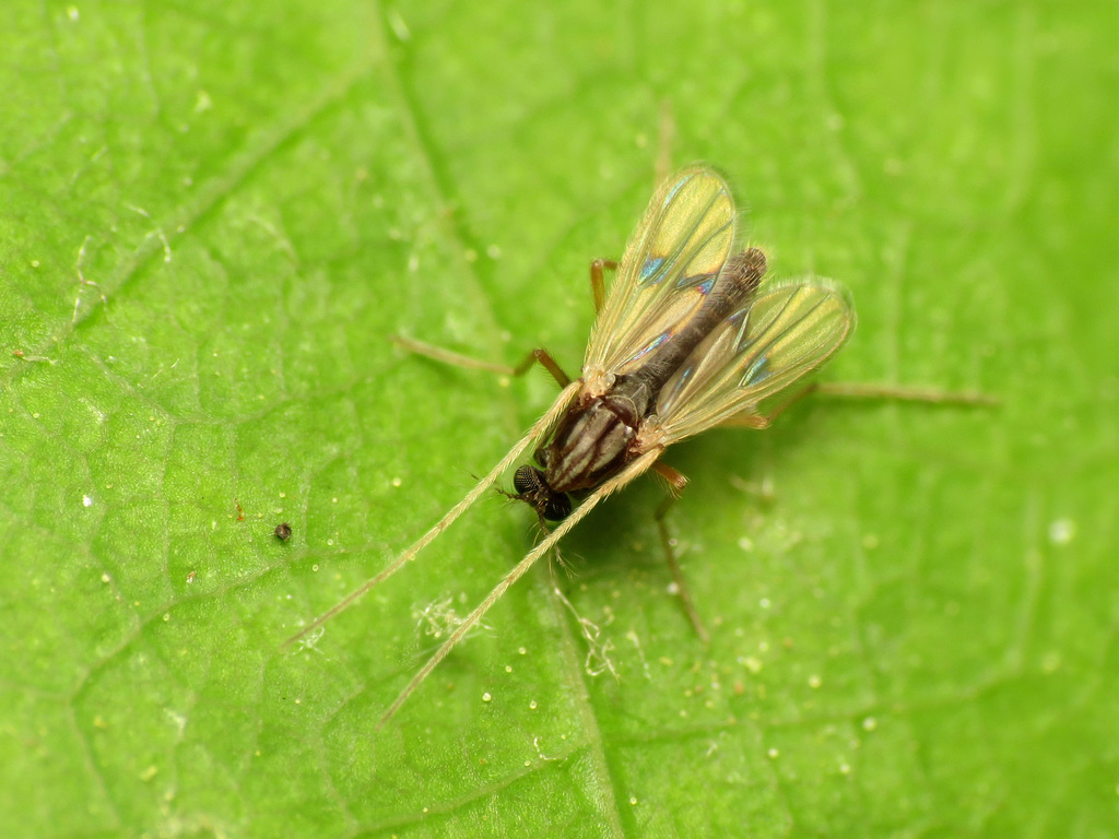 Polypedilum griseopunctatum