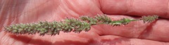Eragrostis ciliaris