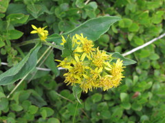Solidago virgaurea minuta