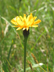 Scorzoneroides crocea