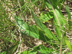 Scorzoneroides crocea