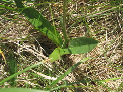 Scorzoneroides crocea