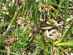 Gentiana laciniata