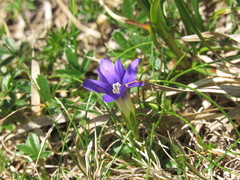 Gentiana laciniata