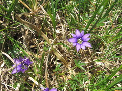 Gentiana laciniata