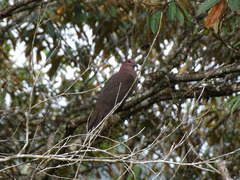 Patagioenas