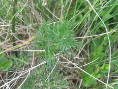 Mutellina purpurea