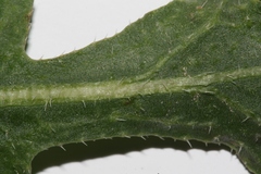 Diplotaxis harra crassifolia