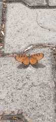 Acraea terpsicore