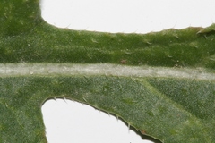 Diplotaxis harra crassifolia