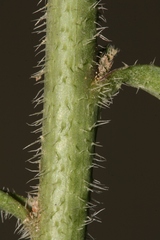 Diplotaxis harra crassifolia