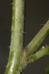 Diplotaxis harra crassifolia