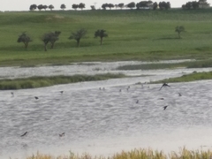 Himantopus himantopus