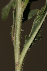 Diplotaxis harra crassifolia