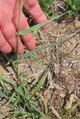 Eragrostis ciliaris