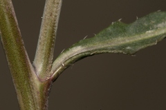 Diplotaxis harra crassifolia