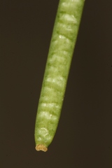 Diplotaxis harra crassifolia