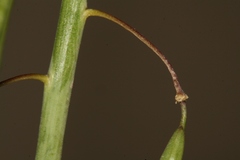 Diplotaxis harra crassifolia