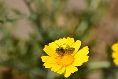 Eucerini