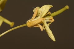 Diplotaxis harra crassifolia