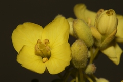Diplotaxis harra crassifolia