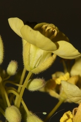 Diplotaxis harra crassifolia