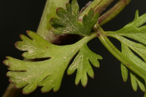 Coriandrum sativum image