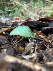 Entoloma necopinatum