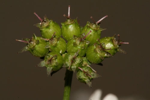 Coriandrum sativum image