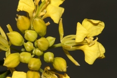 Sinapis alba dissecta