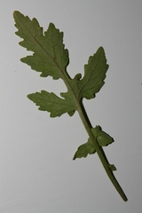 Sinapis alba dissecta