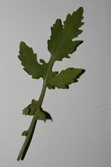 Sinapis alba dissecta