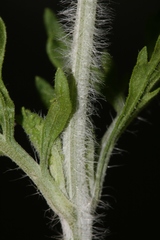 Lavandula multifida image