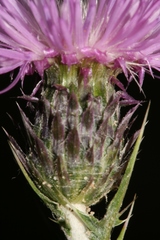 Carduus spachianus