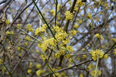 Cornus mas
