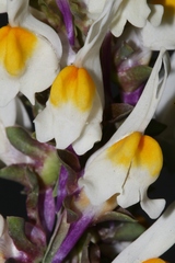 Linaria triphylla image