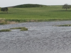 Himantopus himantopus