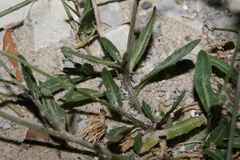 Diplotaxis harra crassifolia
