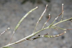 Diplotaxis harra crassifolia