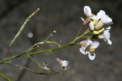Diplotaxis harra crassifolia