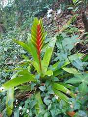 Vriesea paraibica