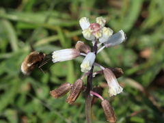 Bombylius medius