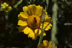 Halictus ligatus