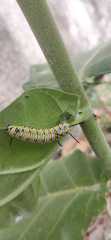 Danaus chrysippus